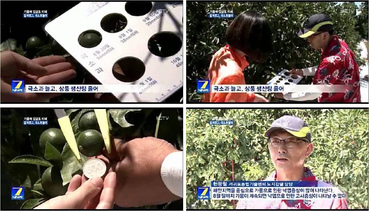 가뭄에 감귤도 '비상'(인터뷰, 현광철, 8. 16.) KCTV